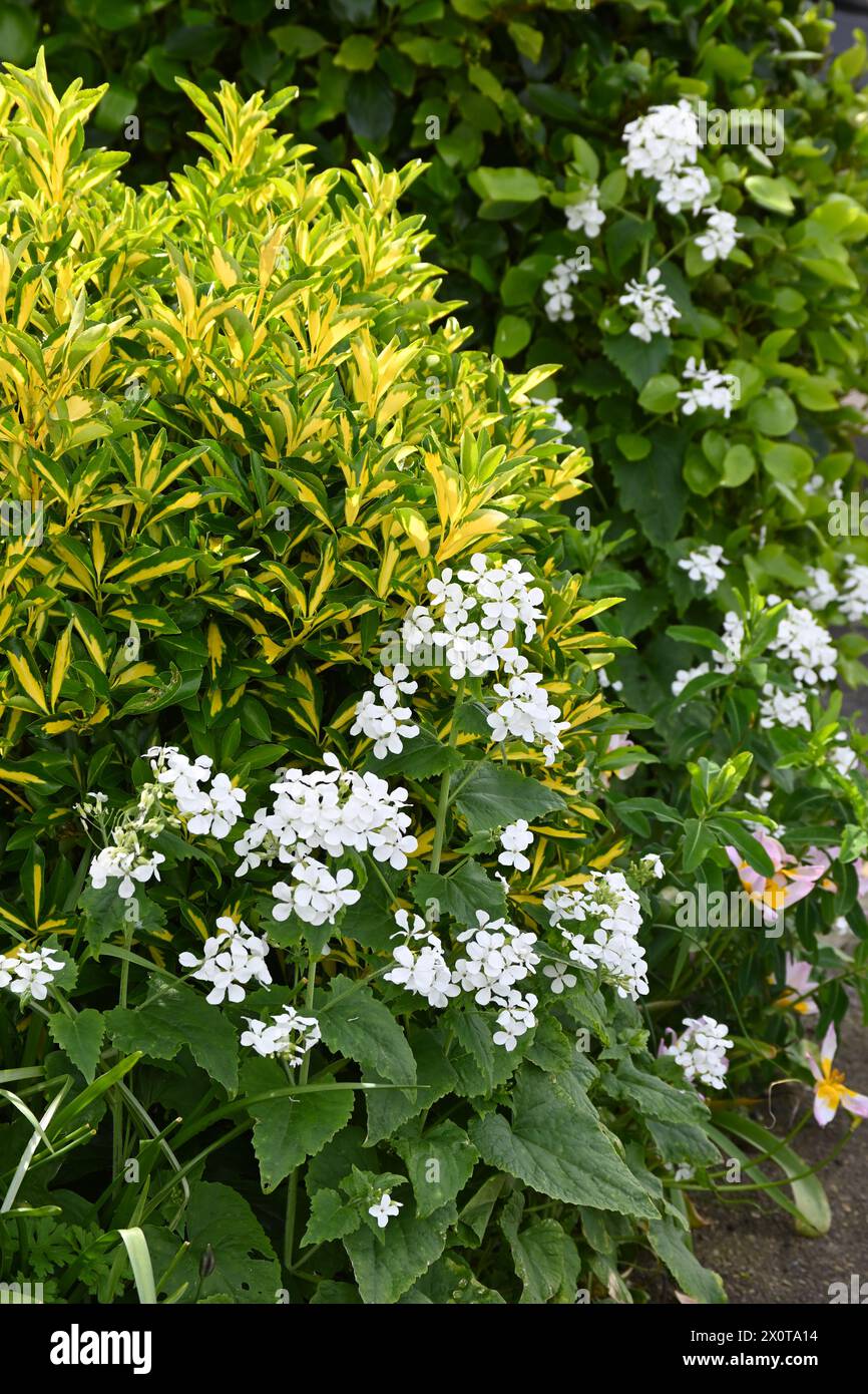 White spring flowers of white honesty, Lunaria annua var. albiflora growing against Euonymus fortunei 'Emerald 'n Gold' in UK garden April Stock Photo