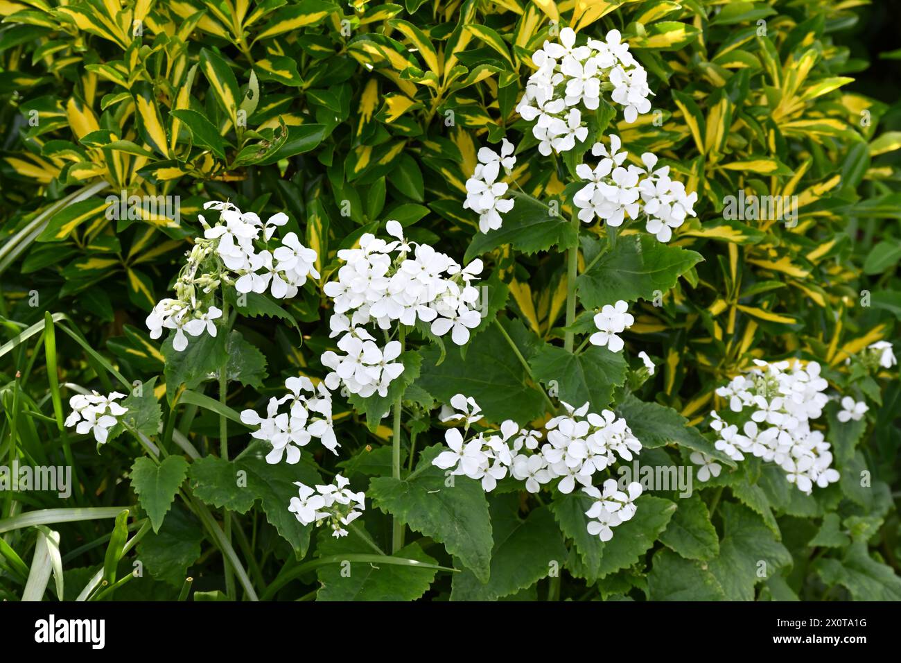 White spring flowers of white honesty, Lunaria annua var. albiflora growing against Euonymus fortunei 'Emerald 'n Gold' in UK garden April Stock Photo