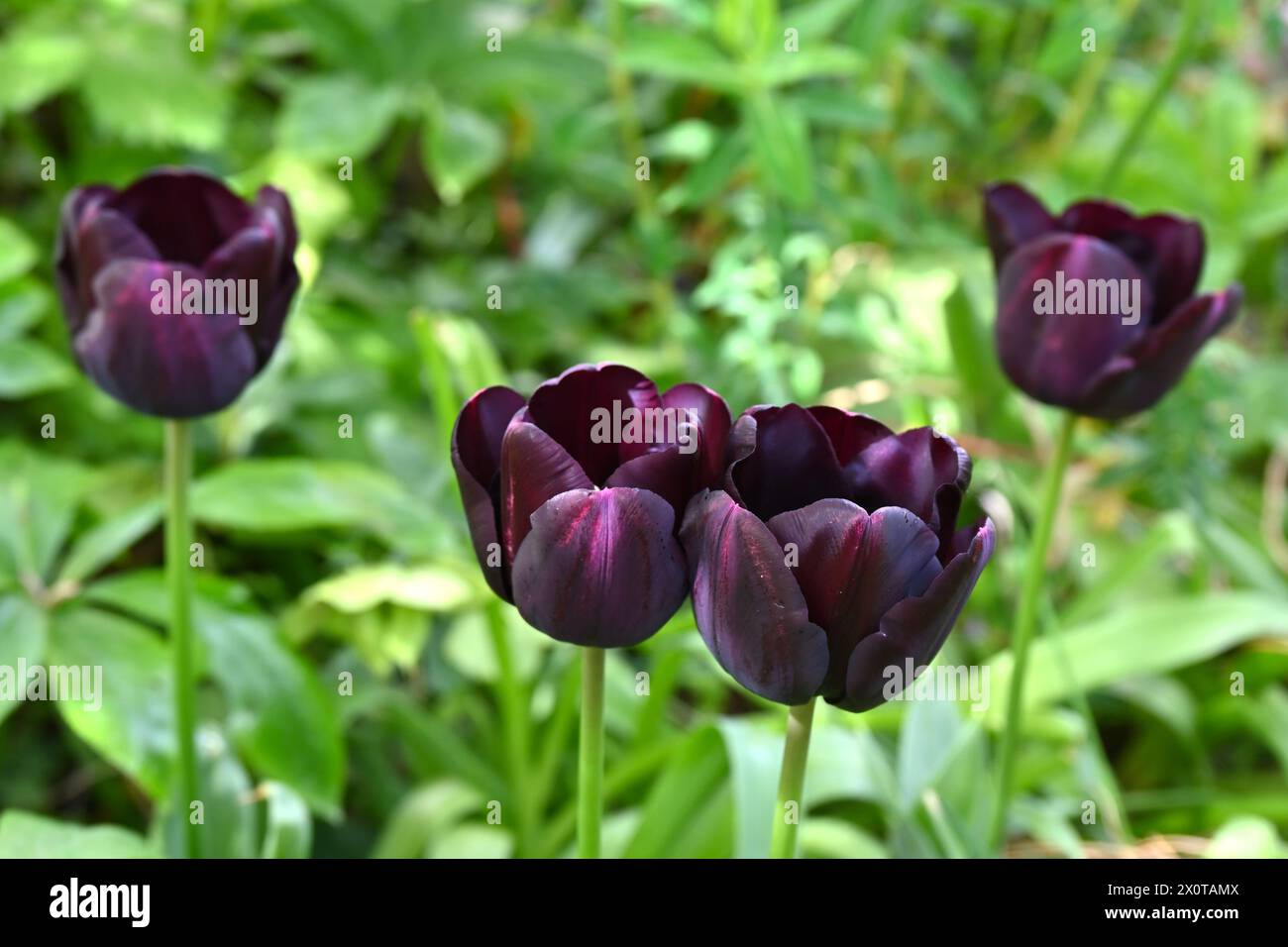 Rich purple, almost black spring flowers of Triumph tulip, tulipa Paul Scherer in UK garden April Stock Photo