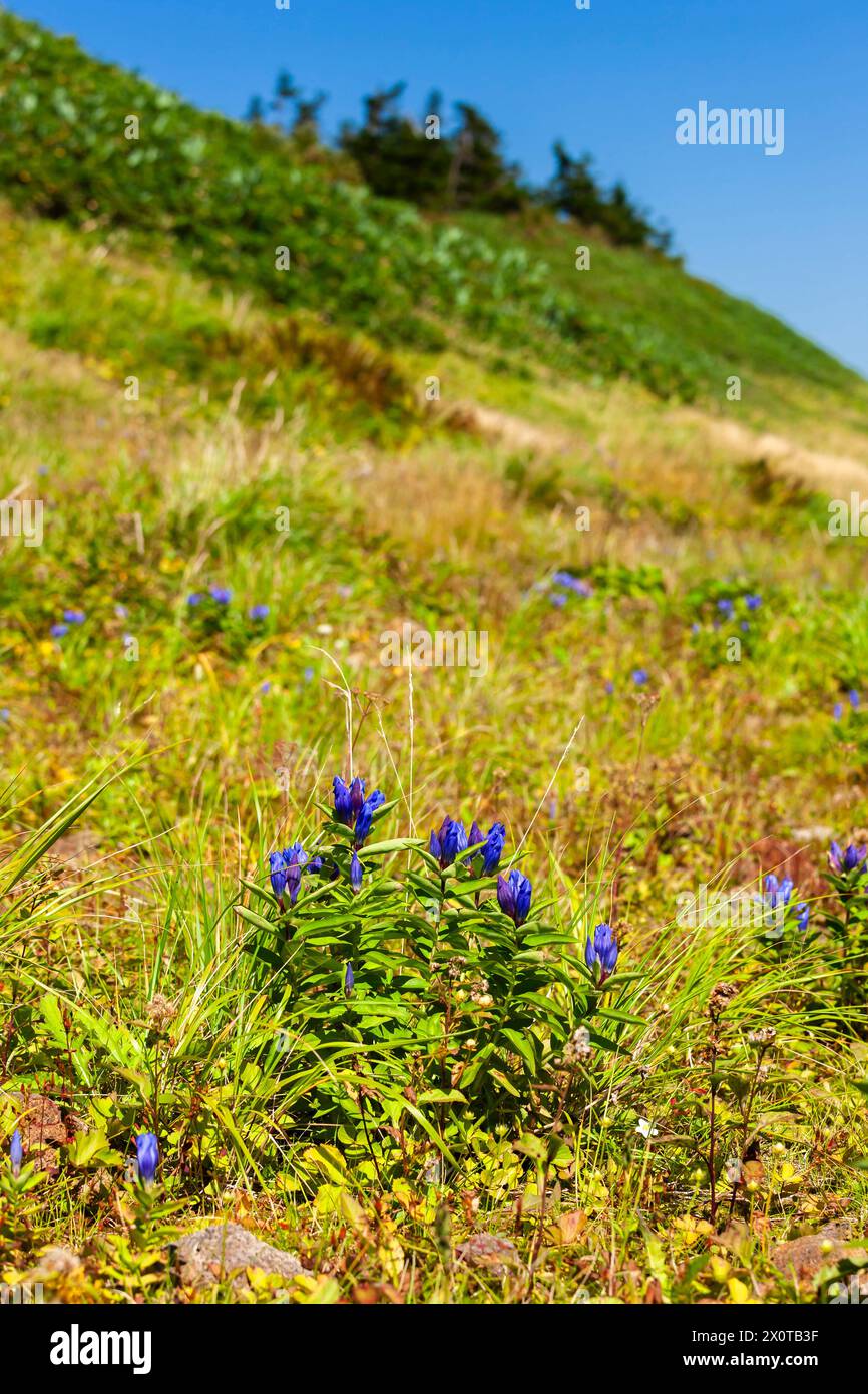 Mount Hachimantai,alpine flowers, alpine plants, Gentiana, Hachimantai city, Iwate, Japan, East Asia, Asia Stock Photo