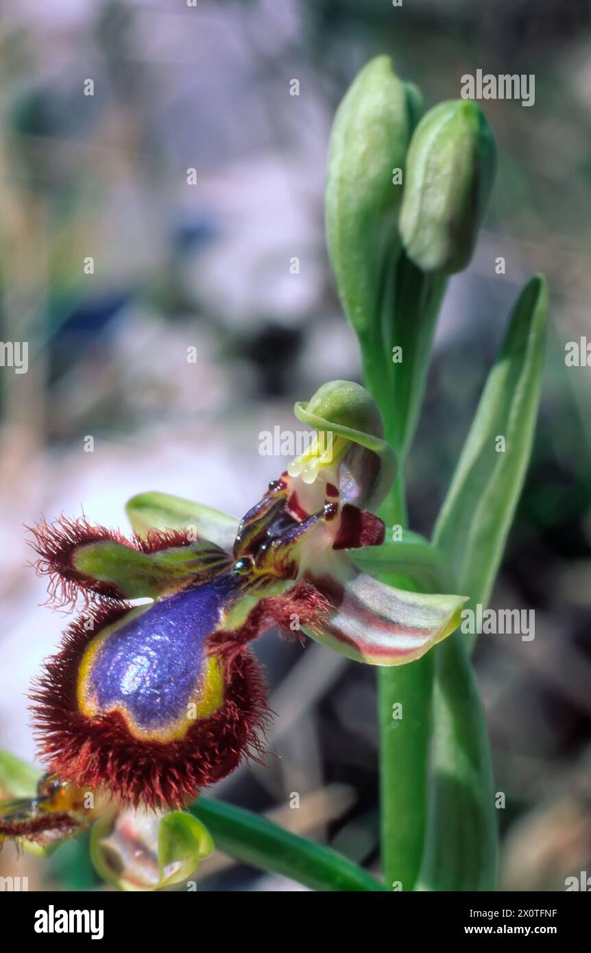 Mirror orchid (Ophrys speculum), Orchidaceae. Bulbous perennial herb, spontaneous orchid, wild plant. blue flowers. Stock Photo