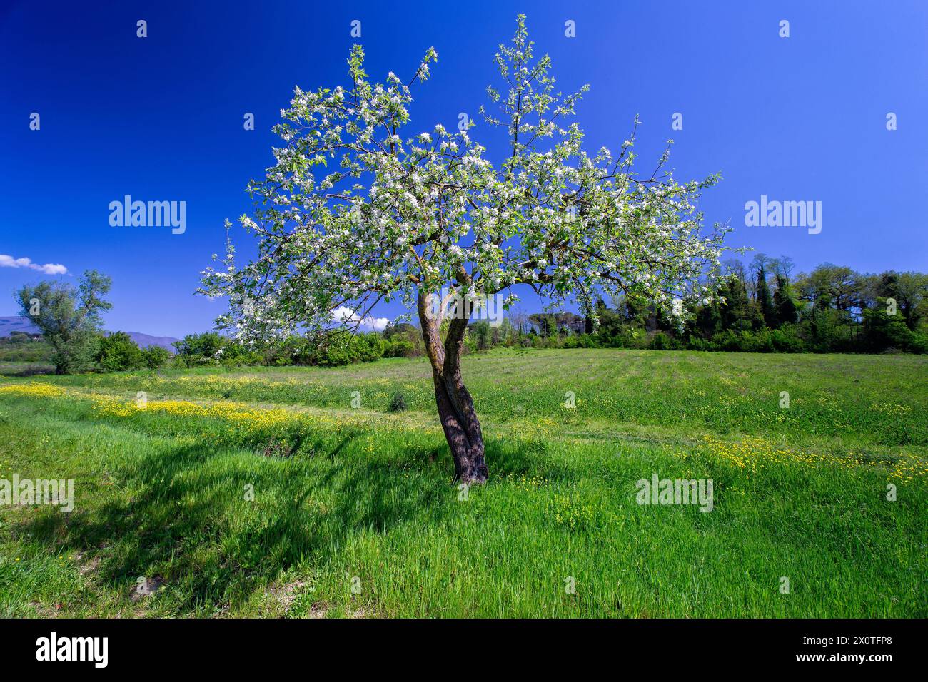 Apple tree in flower (Malus domestica), Rosaceae. Fruit tree, cultivated plant, white flowers Stock Photo