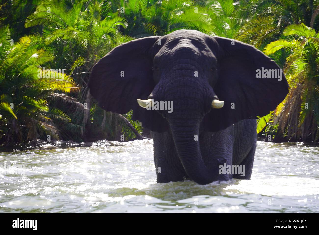 African elephant bathing near the shore of Lake Victoria Stock Photo