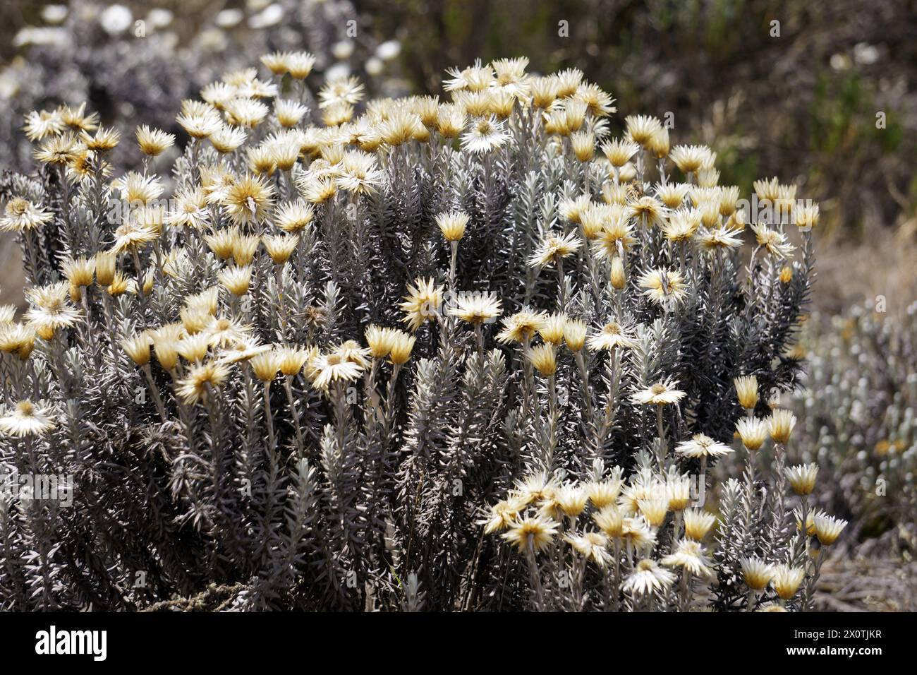 Clump of wildflowers on a high altitude plateau on the flank of Mount Kilimanjaro Stock Photo