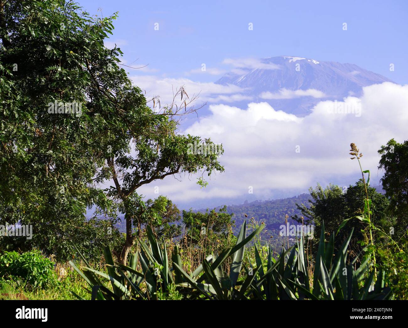 Snow-capped summit of Mount Kilimanjaro with clouds underneath and forest in the foreground Stock Photo