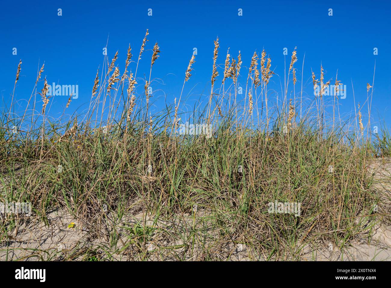 Uniola Outer Banks, North Carolina. Sea Oats (Uniola Paniculata) and other ...