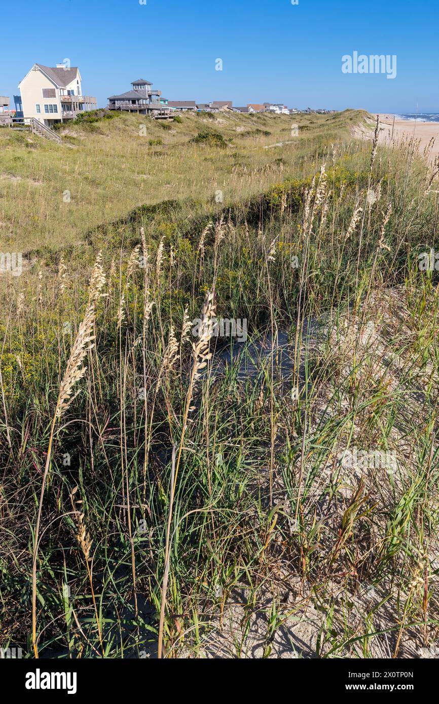 Uniola Outer Banks, North Carolina. Sea Oats (Uniola Paniculata) and other ...