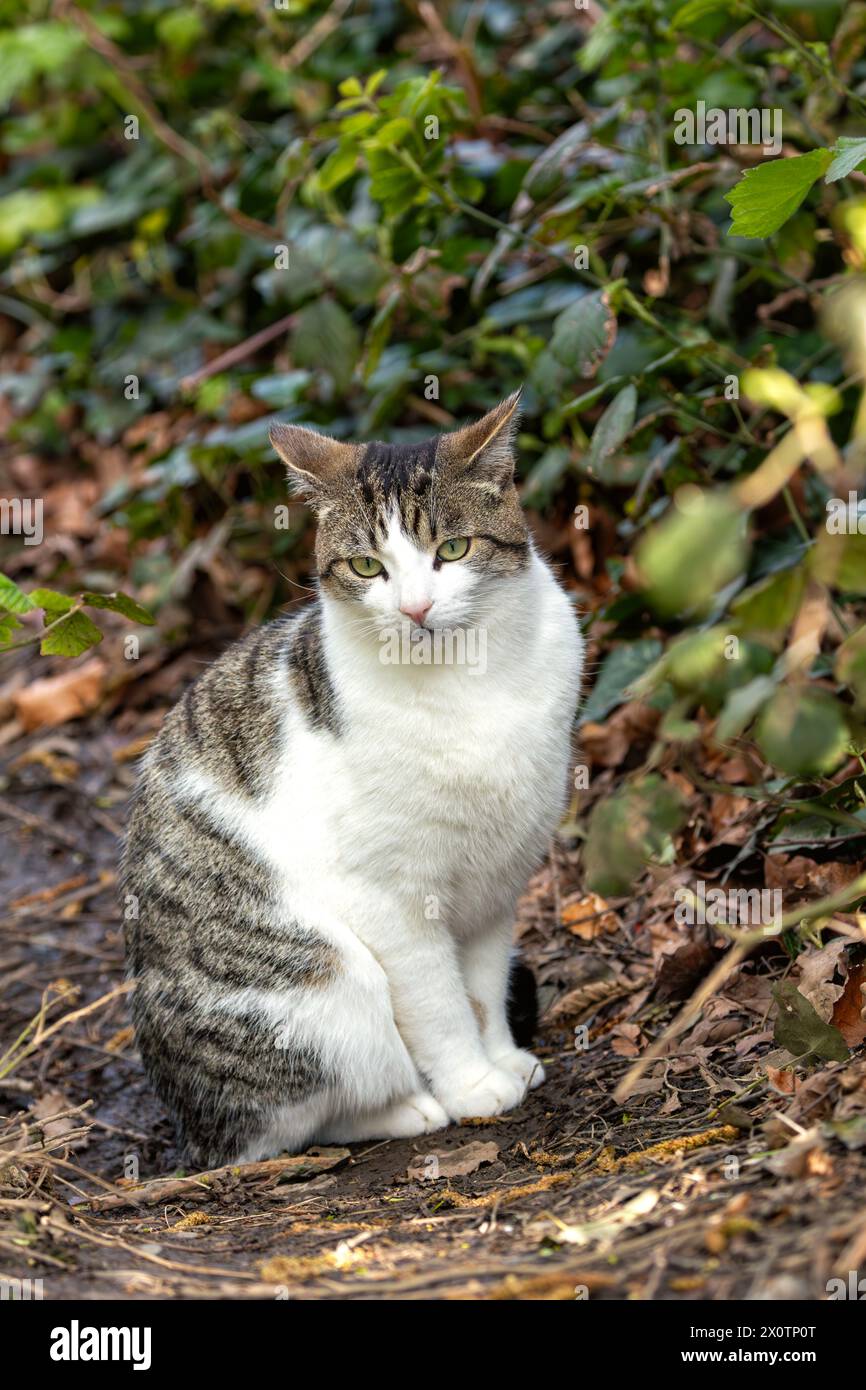 Curious tabby cat with a mix of white, brown, and black fur, and bright green eyes explores Father Collins Park in Dublin Stock Photo