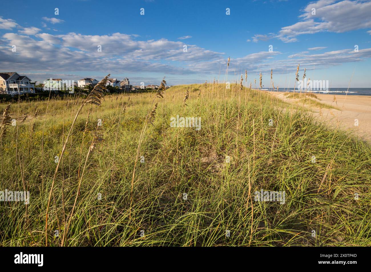 Outer Banks, Avon, North Carolina. Sea Oats (Uniola Paniculata
