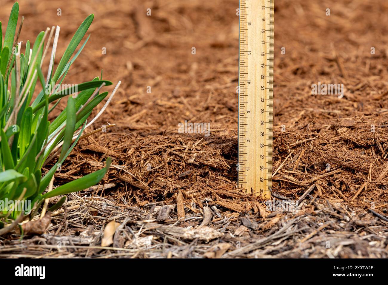 Measuring the depth of wood mulch in flowerbed. Lawncare, gardening and backyard landscaping concept. Stock Photo