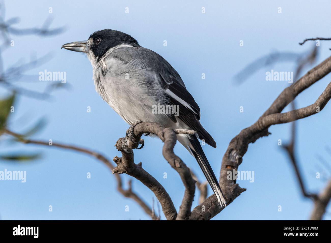 grey butcherbird (Cracticus torquatus) Stock Photo
