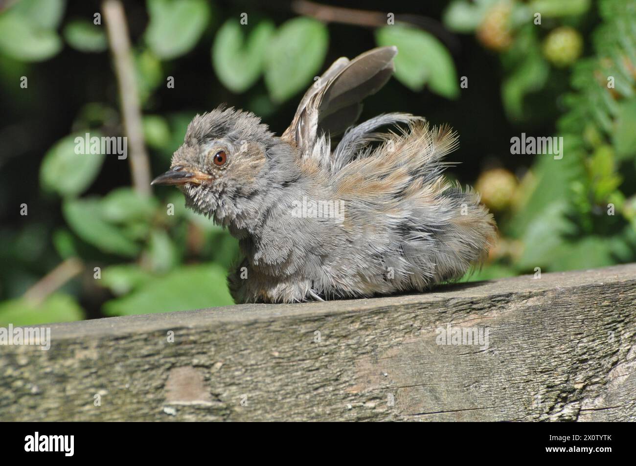 stretching dunnock, who looks a bit grumpy Stock Photo