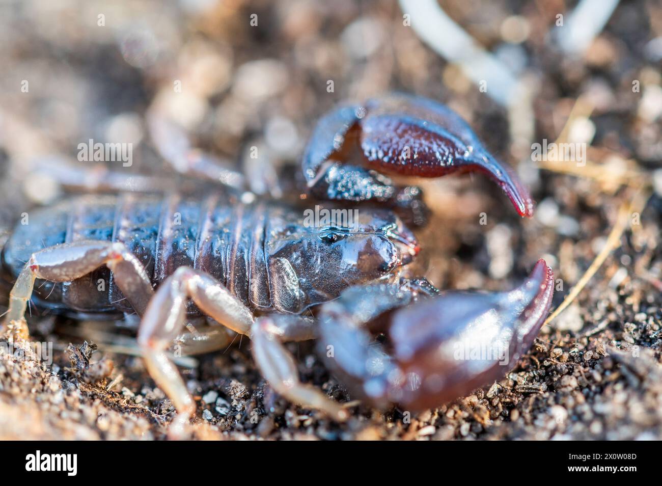 Urodacus manicatus, commonly known as the black rock scorpion, is a species of scorpion belonging to the family Urodacidae. Stock Photo