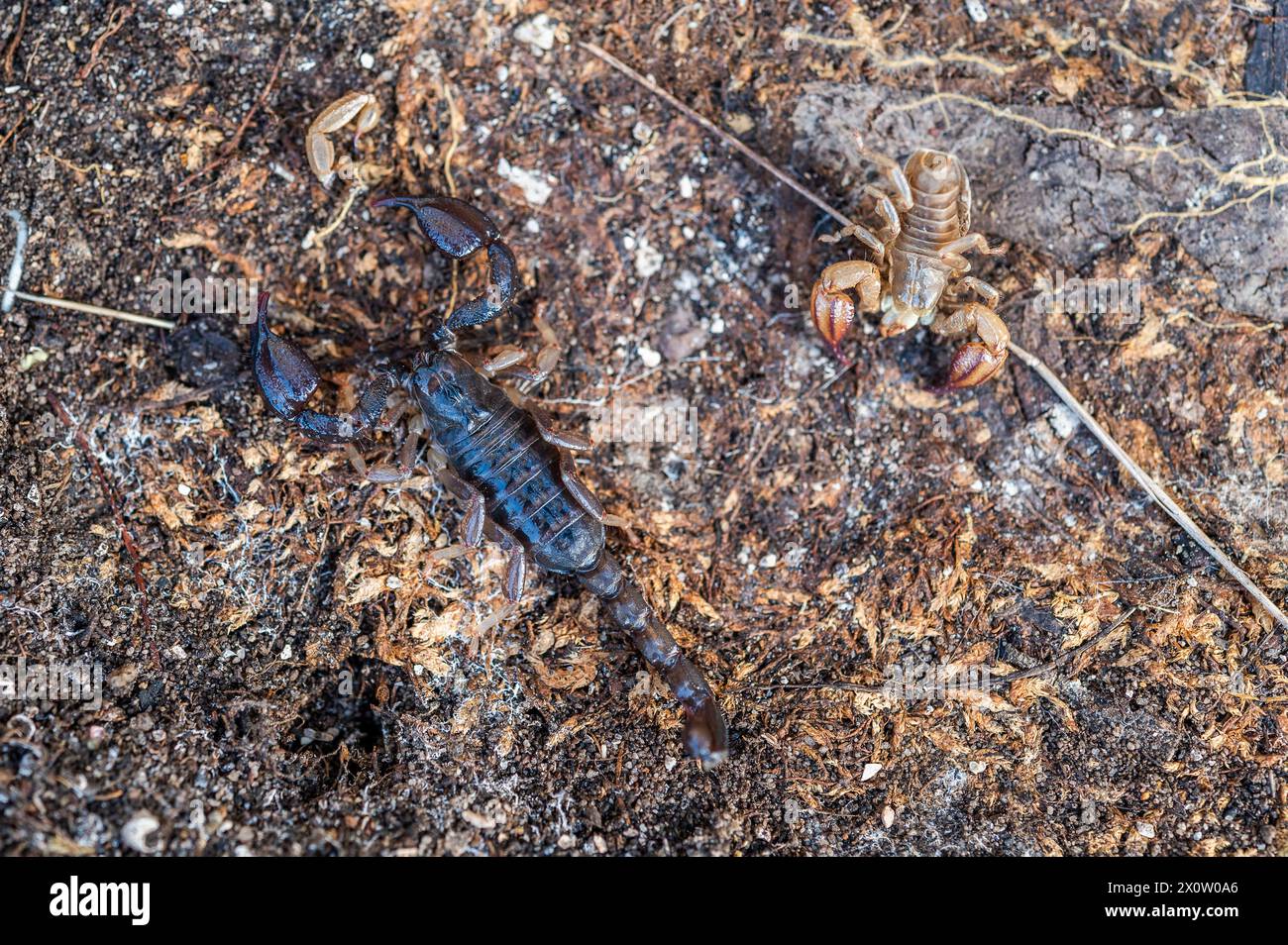 Urodacus manicatus, commonly known as the black rock scorpion, is a species of scorpion belonging to the family Urodacidae, with its molt Stock Photo
