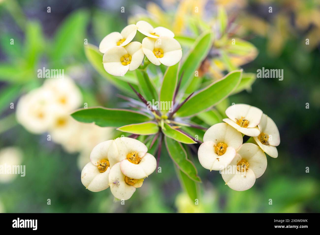 Euphorbia milii, the crown of thorns, Christ plant, or Christ's thorn, yellow Stock Photo