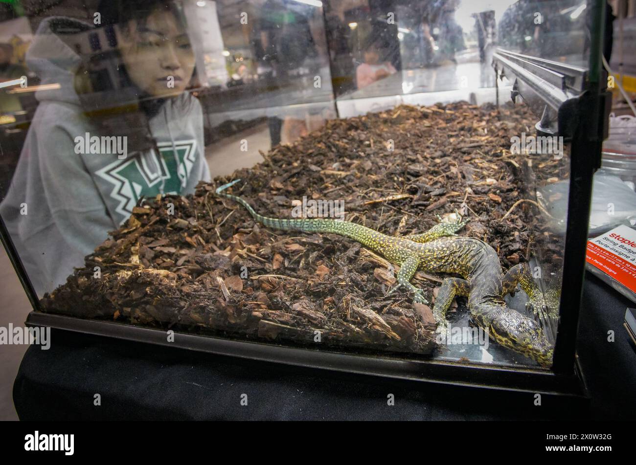 Delta, Canada. 13th Apr, 2025. A person looks at a pet lizard during the 2025 Vancouver Reptile