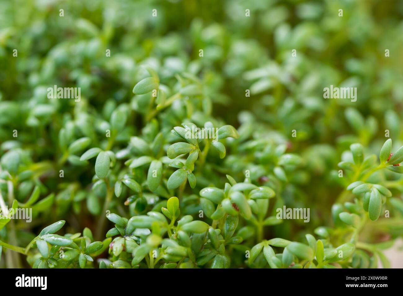 Garden cress (Lepidium sativum) spring leaves closeup selective focus Stock Photo