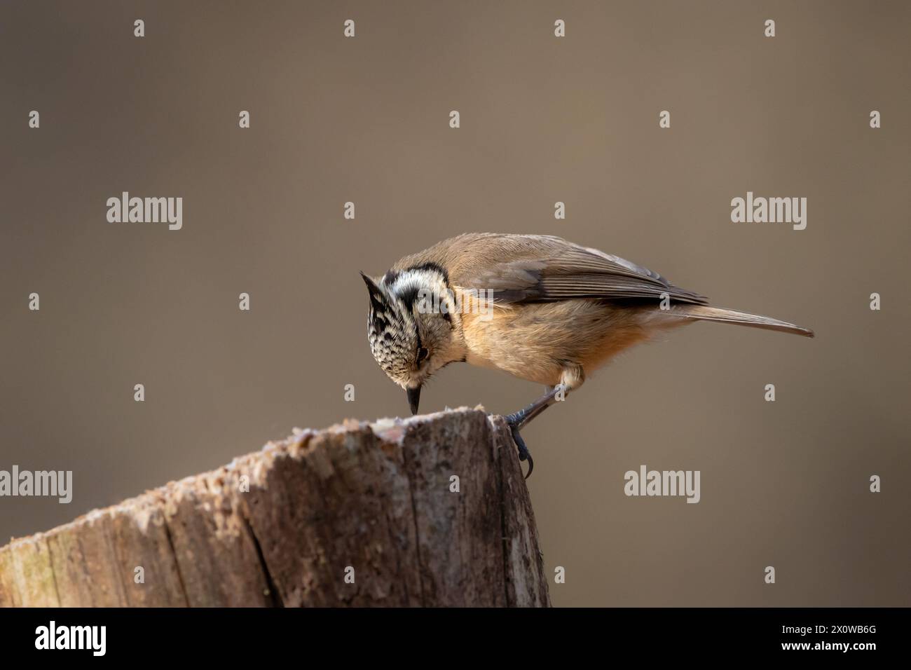A Crested tit (Lophophanes cristatus) perched on a tree stump with a clean background. Stock Photo