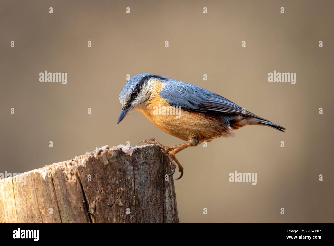 A Eurasian Nuthatch (Sitta europaea) perched on a tree stump. Stock Photo
