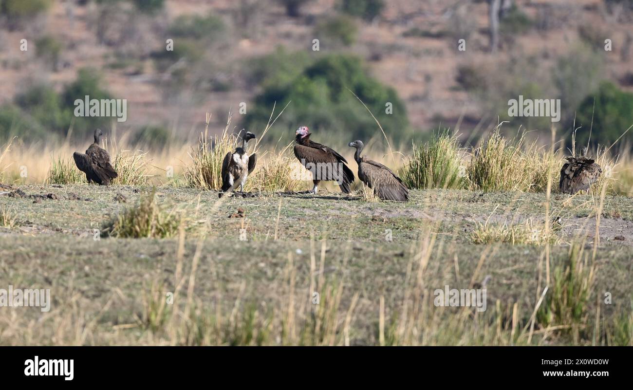 Vultures in the grass in the Chose national park in Botswana Stock Photo