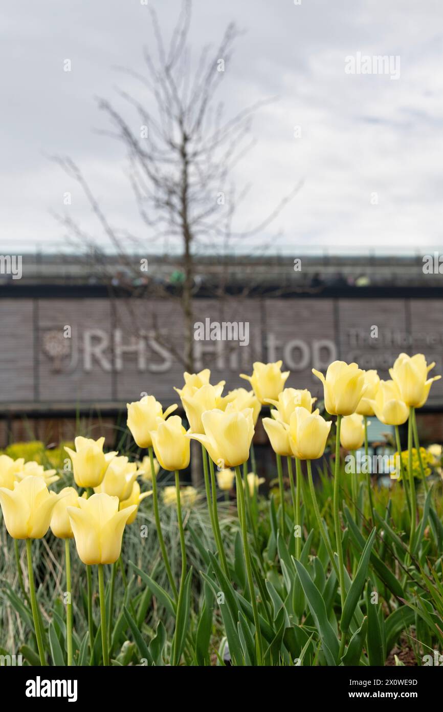 Tulipa 'World Friendship', Yellow Tulips at RHS Wisley Gardens, Surrey, England Stock Photo
