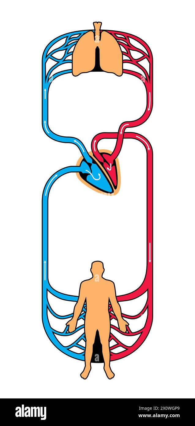 illustration of human arterial and venous circulatory system Stock Photo
