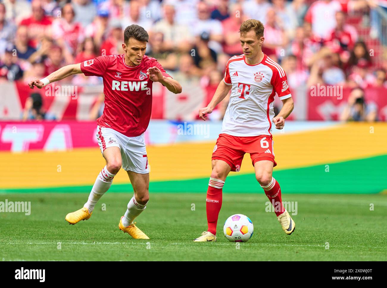 Joshua KIMMICH, FCB 6   compete for the ball, tackling, duel, header, zweikampf, action, fight against Dejan Ljubicic, 1.FCK 7   in the match  FC BAYERN MUENCHEN - 1.FC KOeLN 2-0   on April 13, 2024 in Munich, Germany. Season 2023/2024, 1.Bundesliga, FCB,, Muenchen, matchday 29, 29.Spieltag Photographer: ddp images / star-images    - DFL REGULATIONS PROHIBIT ANY USE OF PHOTOGRAPHS as IMAGE SEQUENCES and/or QUASI-VIDEO - Stock Photo