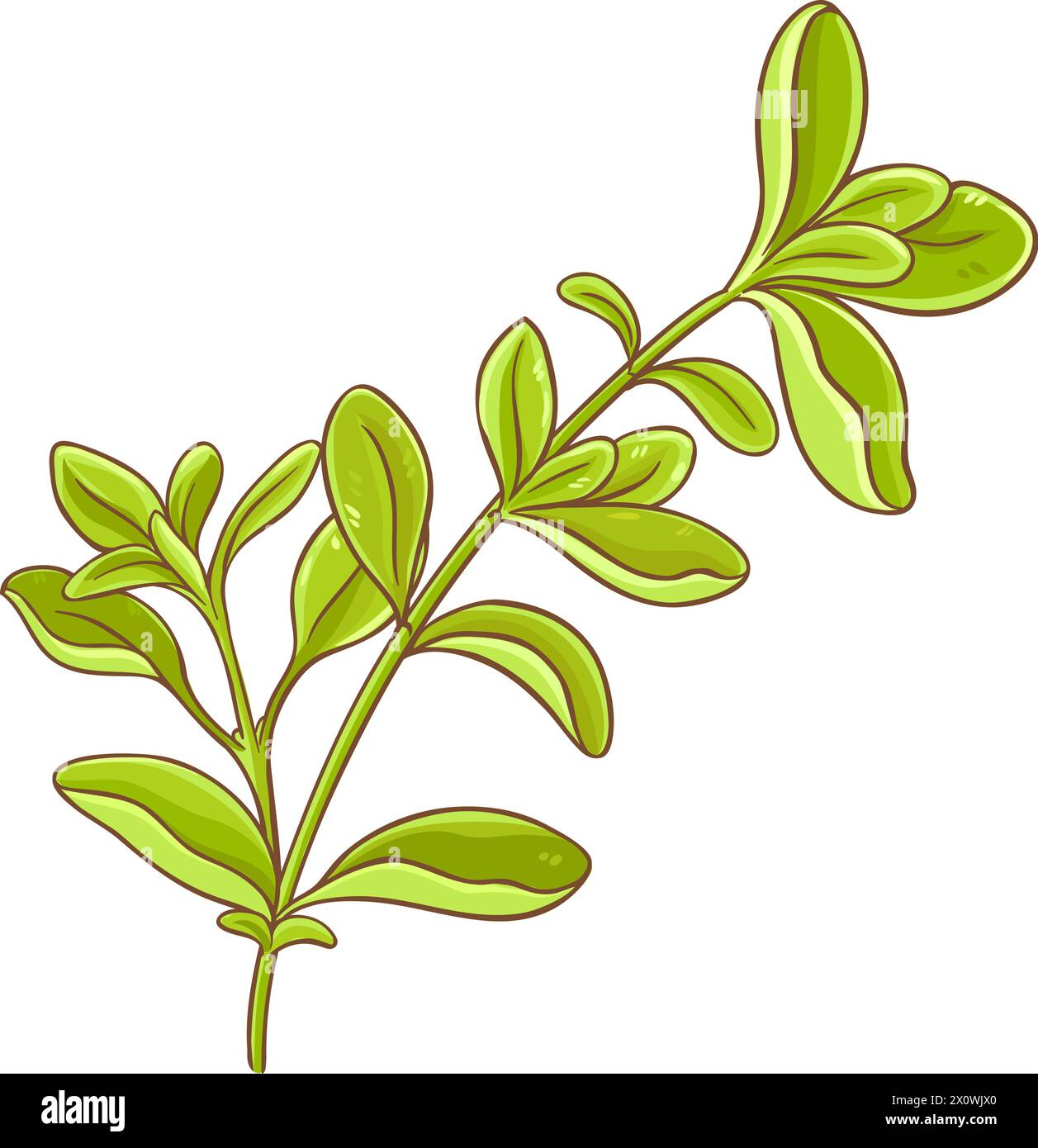 Marjoram Branch Colored Detailed Illustration Stock Vector Image & Art