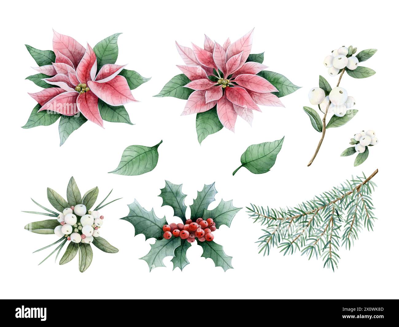 Christmas winter florals, plants, berries and fir branches watercolor illustration set. Poinsettia, snowberry and holly Stock Photo
