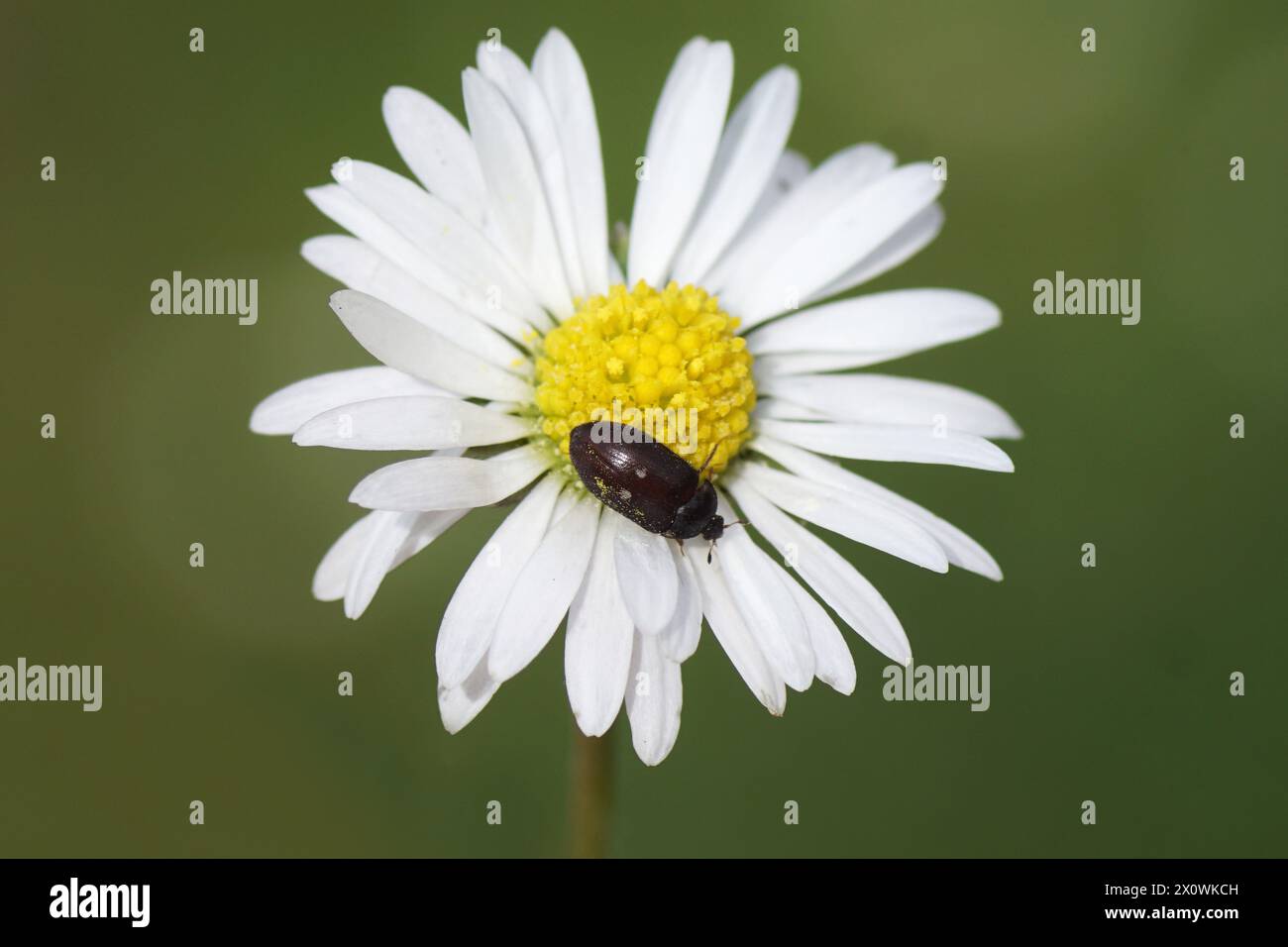 Fur beetle, two-spotted carpet beetle (Attagenus pellio), family Dermestidae on flower of Common daisy, English daisy, Bellis perennis. Dutch garden, Stock Photo