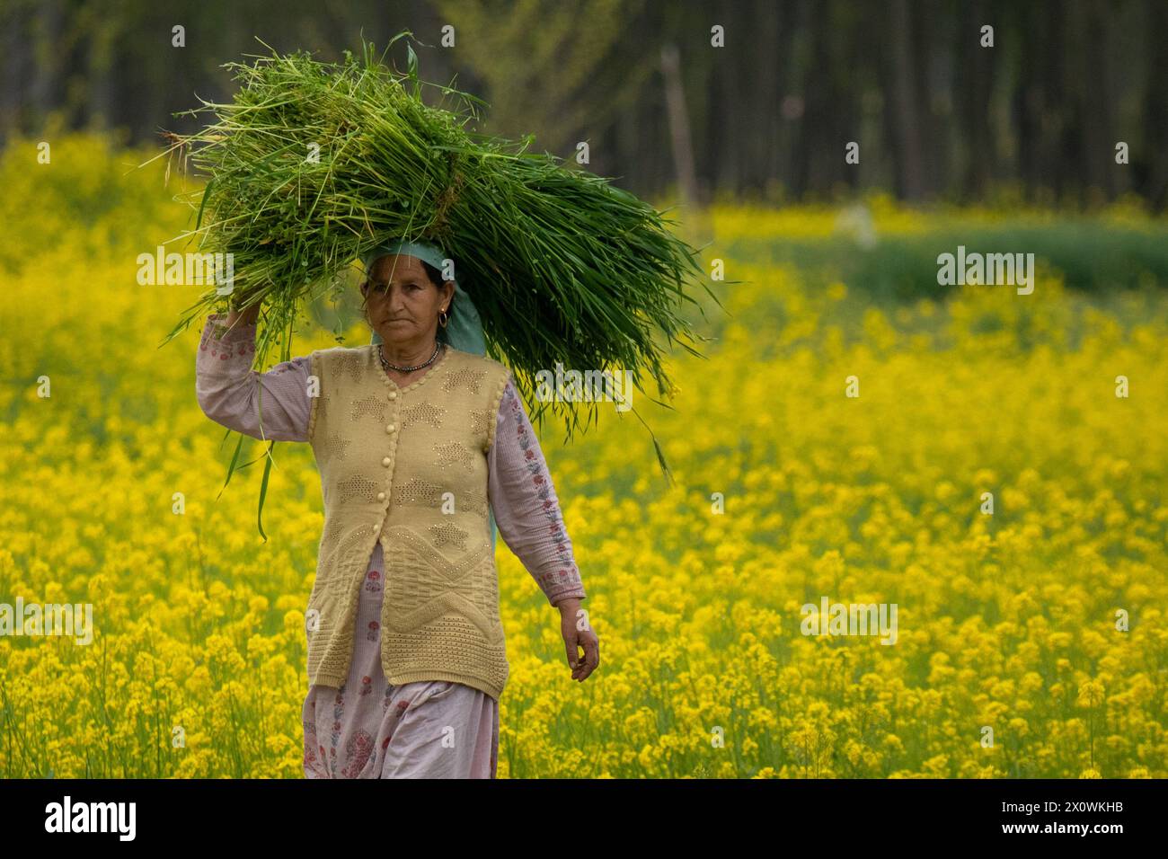 A Kashmiri elderly woman carrying a sack walks through the blooming mustard fields during the spring season in Pulwama, south of Srinagar. The spring season in Kashmir valley is a period of two long months starting from mid-March and ends in mid-May. According to the Directorate of Agriculture of the state government of Jammu and Kashmir, the Kashmir valley comprising six districts has an estimated area of 65 thousand hectares of paddy land under mustard cultivation, which is about 40 per cent of the total area under paddy. Stock Photo