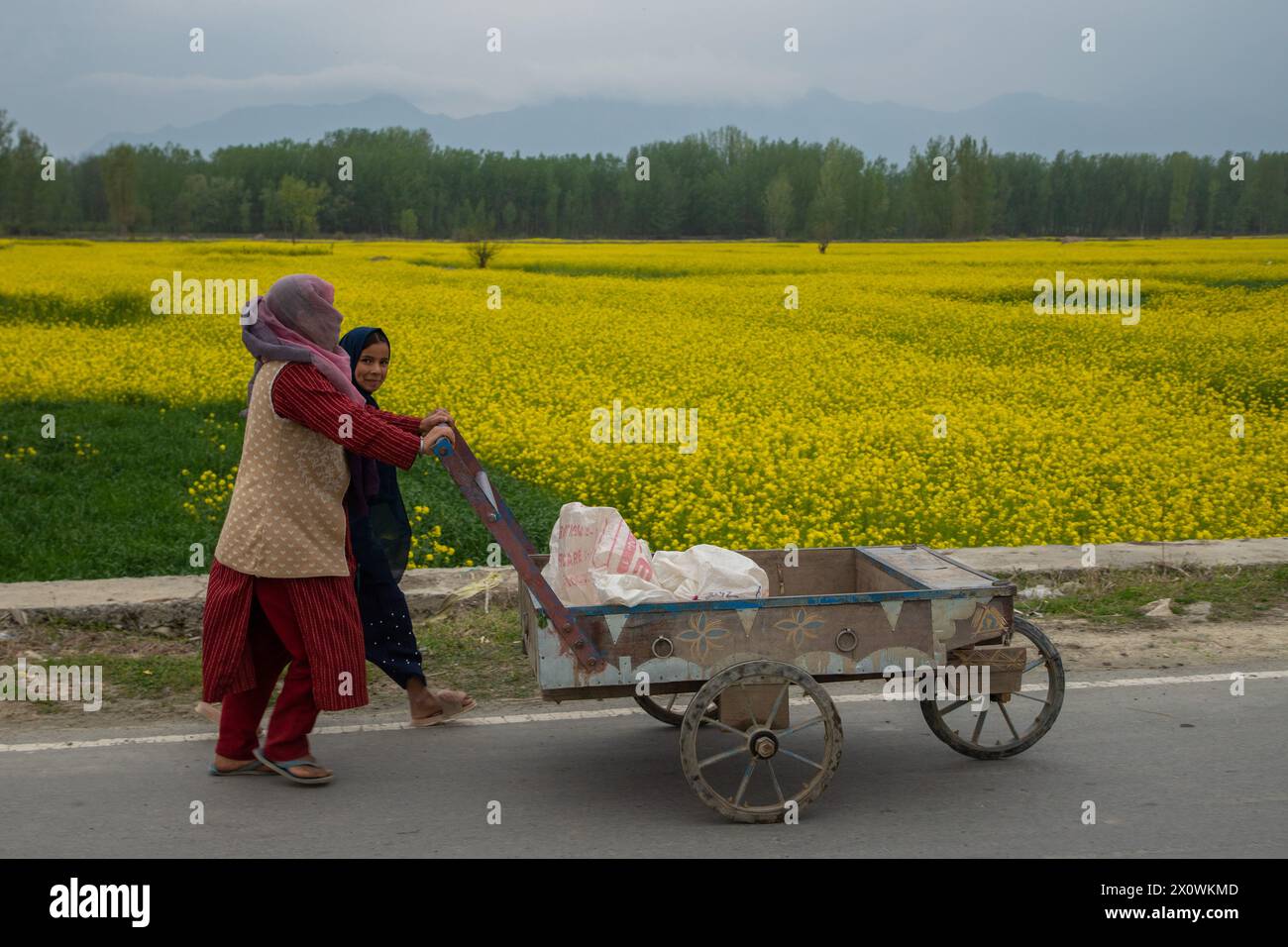 A Kashmiri woman with her daughter pushes a handcart alongside blooming mustard fields during the spring season in Pulwama, south of Srinagar. The spring season in Kashmir valley is a period of two long months starting from mid-March and ends in mid-May. According to the Directorate of Agriculture of the state government of Jammu and Kashmir, the Kashmir valley comprising six districts has an estimated area of 65 thousand hectares of paddy land under mustard cultivation, which is about 40 per cent of the total area under paddy. Stock Photo