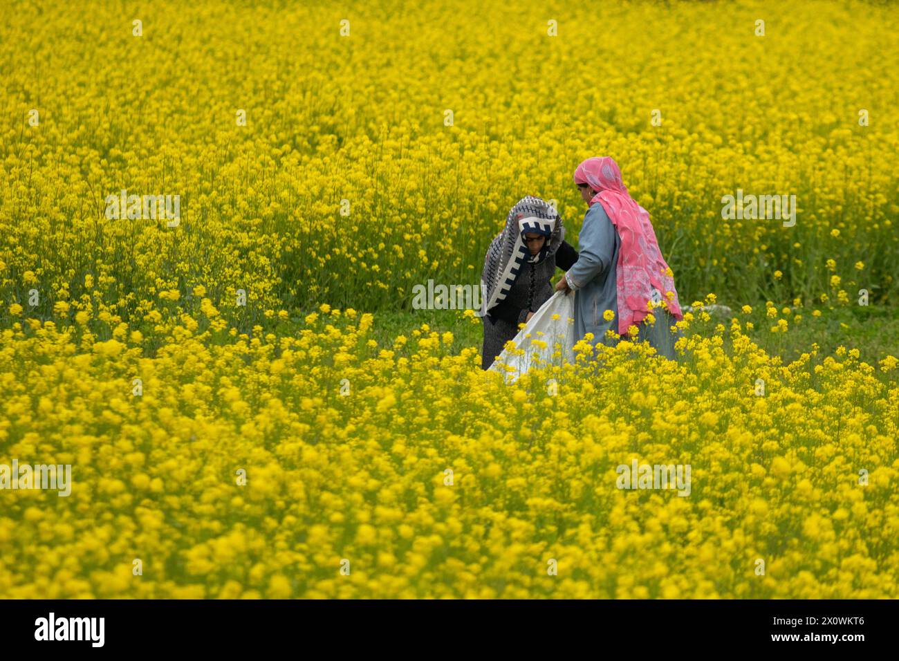 Kashmiri farmers seen working in their blooming mustard field during the spring season in Pulwama, south of Srinagar. The spring season in Kashmir valley is a period of two long months starting from mid-March and ends in mid-May. According to the Directorate of Agriculture of the state government of Jammu and Kashmir, the Kashmir valley comprising six districts has an estimated area of 65 thousand hectares of paddy land under mustard cultivation, which is about 40 per cent of the total area under paddy. (Photo by Faisal Bashir/SOPA Images/Sipa USA) Stock Photo