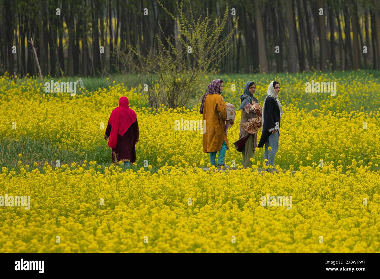 Kashmiri women walk through the blooming mustard fields during the spring season in Pulwama, south of Srinagar. The spring season in Kashmir valley is a period of two long months starting from mid-March and ends in mid-May. According to the Directorate of Agriculture of the state government of Jammu and Kashmir, the Kashmir valley comprising six districts has an estimated area of 65 thousand hectares of paddy land under mustard cultivation, which is about 40 per cent of the total area under paddy. (Photo by Faisal Bashir/SOPA Images/Sipa USA) Stock Photo