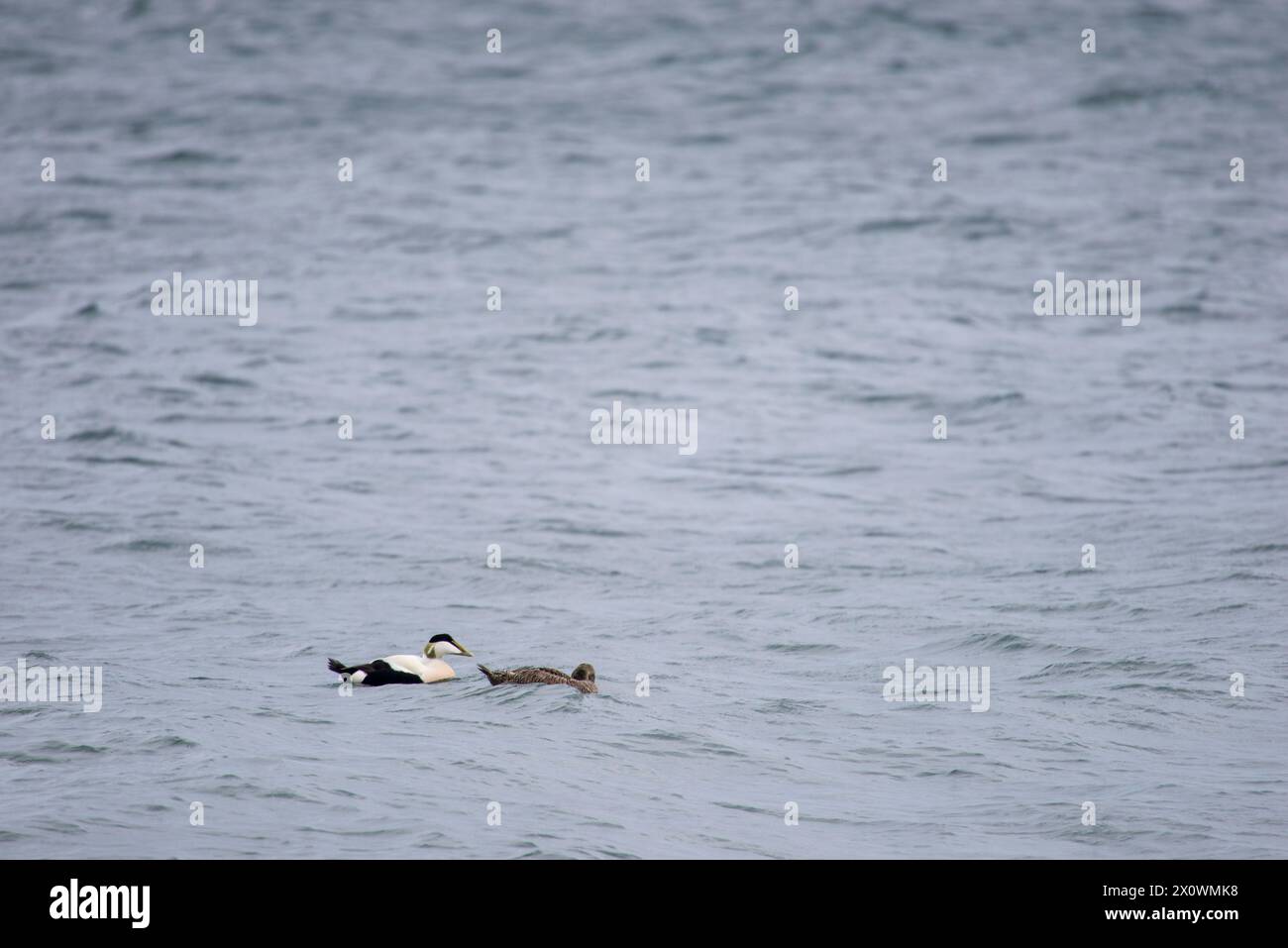 This serene stock image showcases a male and female eider duck, Somateria mollissima, gently floating on the tranquil waters of the Baltic Sea. With n Stock Photo