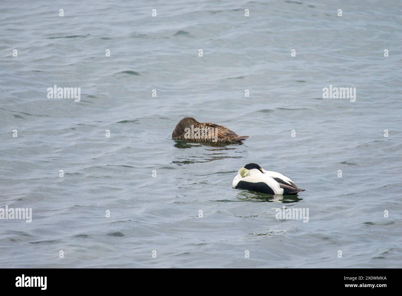 This peaceful stock image captures a moment of rest for a pair of eider ducks, Somateria mollissima, as they sleep side by side on the gentle waters o Stock Photo