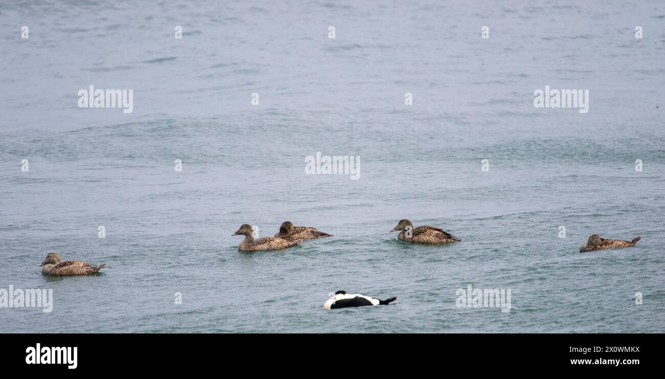 This engaging stock image captures a male eider duck, Somateria mollissima, accompanied by five female eiders as they float on the Baltic Sea, with se Stock Photo