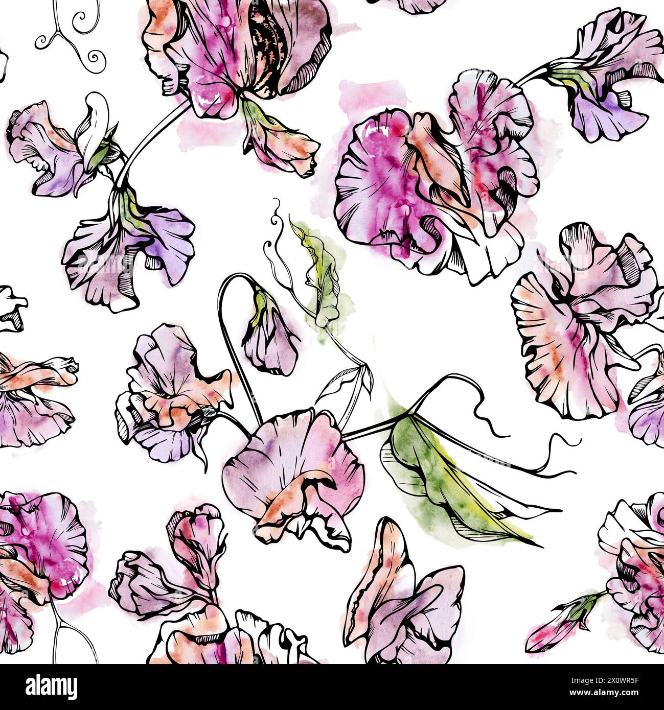 Hand drawn watercolor ink illustration botanical flowers leaves. Sweet everlasting pea, vetch bindweed legume tendrils. Seamless pattern isolated Stock Photo