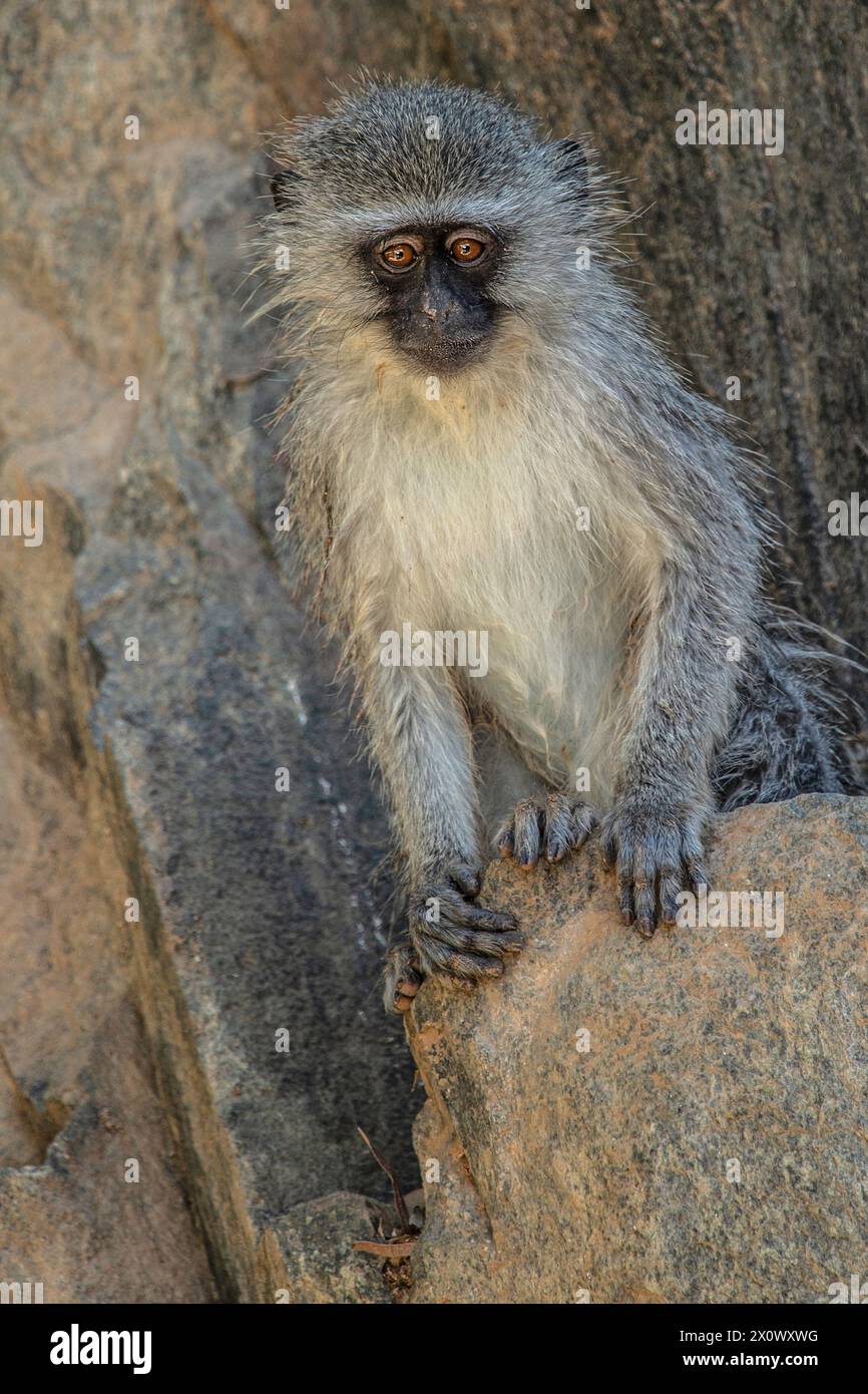 Vervet monkey sitting on a cliff face. Stock Photo