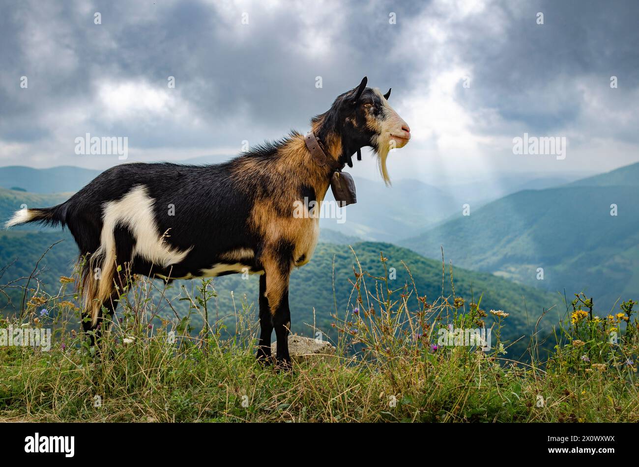 free range goat on top of the mountain Stock Photo
