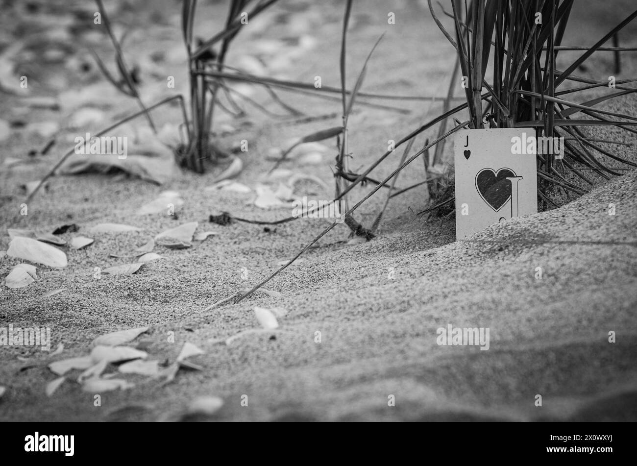 black and white, deck of cards blown by the wind on a beach, suggests bad luck of a gambler Stock Photo