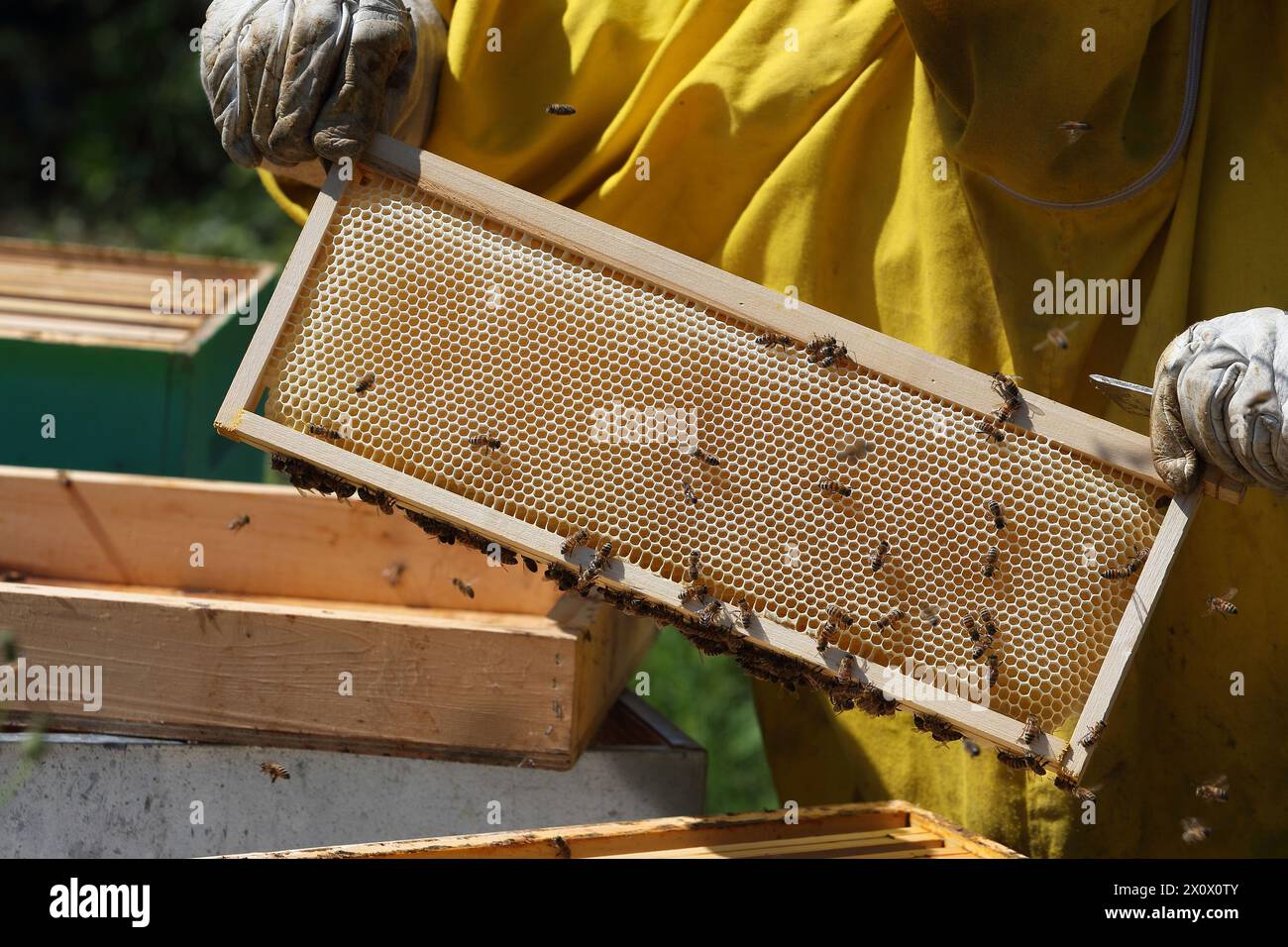 Beekeeping - The beekeeper with the honeycomb full of honey and bees Stock Photo