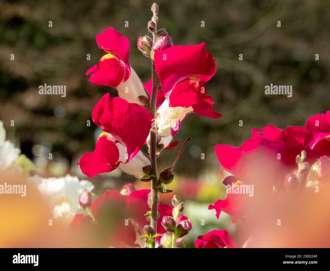 Common snapdragon wibrant red flowers. Antirrhinum majus flowering plant in the garden.  Spike inflorescence. Stock Photo