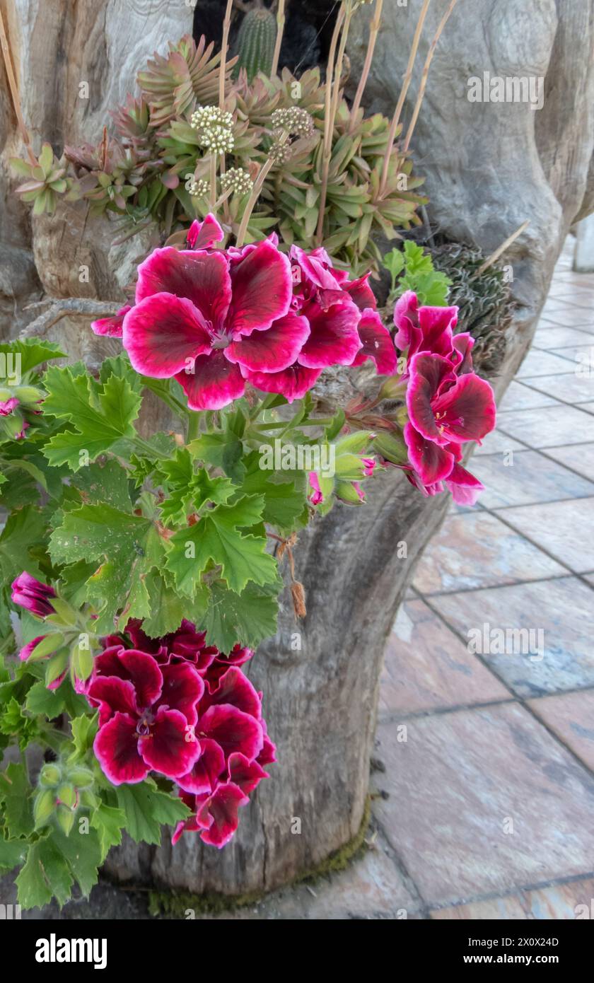 Large flowered pelargonium dark pink flowers. Pelargonium grandiflorum plant in the pot. Stock Photo