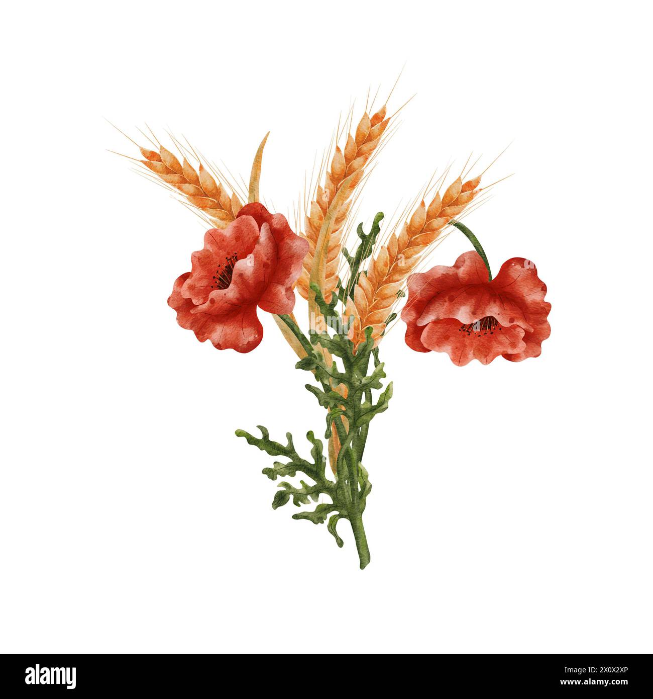 Ears of ripe wheat and red poppies. A bouquet, a composition of spikelets of grain and field poppies. Wheat isolated on white background. Design for Stock Photo