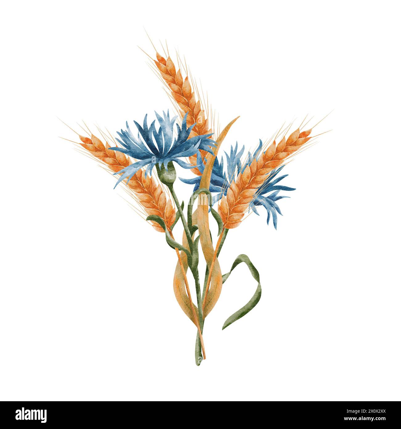 Ears of ripe wheat and blue cornflowers. A bouquet, a composition of spikelets of grain and field ears of corn. Wheat isolated on white background Stock Photo