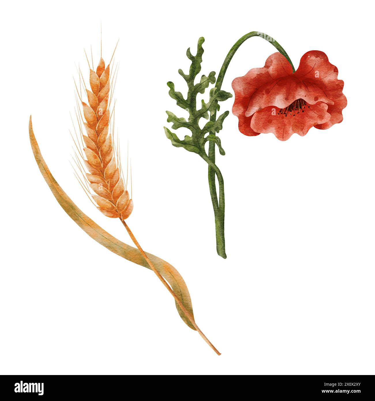 Watercolor wheat and field poppies. Elements isolated on a white background. A ripe ear of wheat. Stock Photo