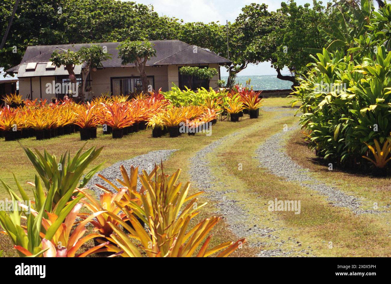 Hawaii, U.S.A., approx. 1993. Native Fireball Bromeliad plants for sale at a local nursery. Stock Photo