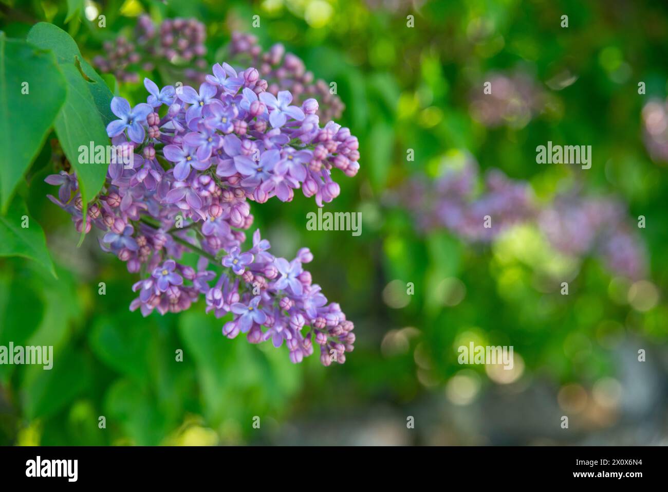 Lilac flowers. Stock Photo