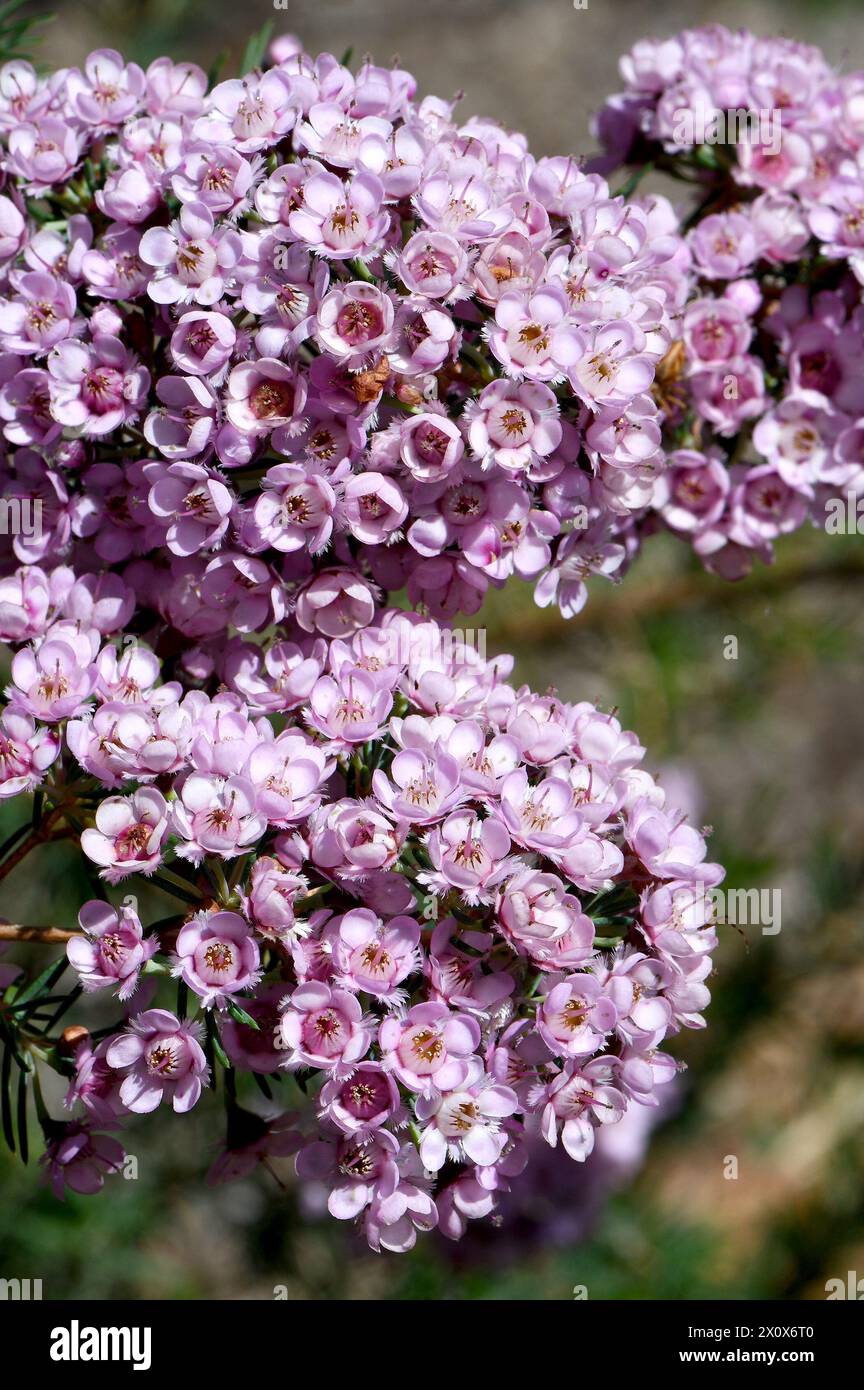 Pink flowers of the Australian native Paddys pink hybrid of Chamelaucium waxflower and Verticordia feather flower, family Myrtaceae Stock Photo